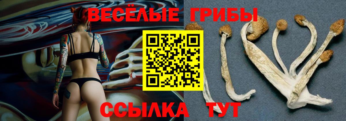 Галлюциногенные грибы Cubensis  купить наркотики сайты  Псилоцибиновые грибы GOLDEN TEACHER  Саров  Вход с VPN 